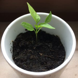 Chili selbst züchten Chili Pflanze