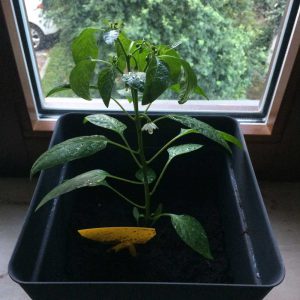 Chili selbst züchten Chili Pflanze ziehen